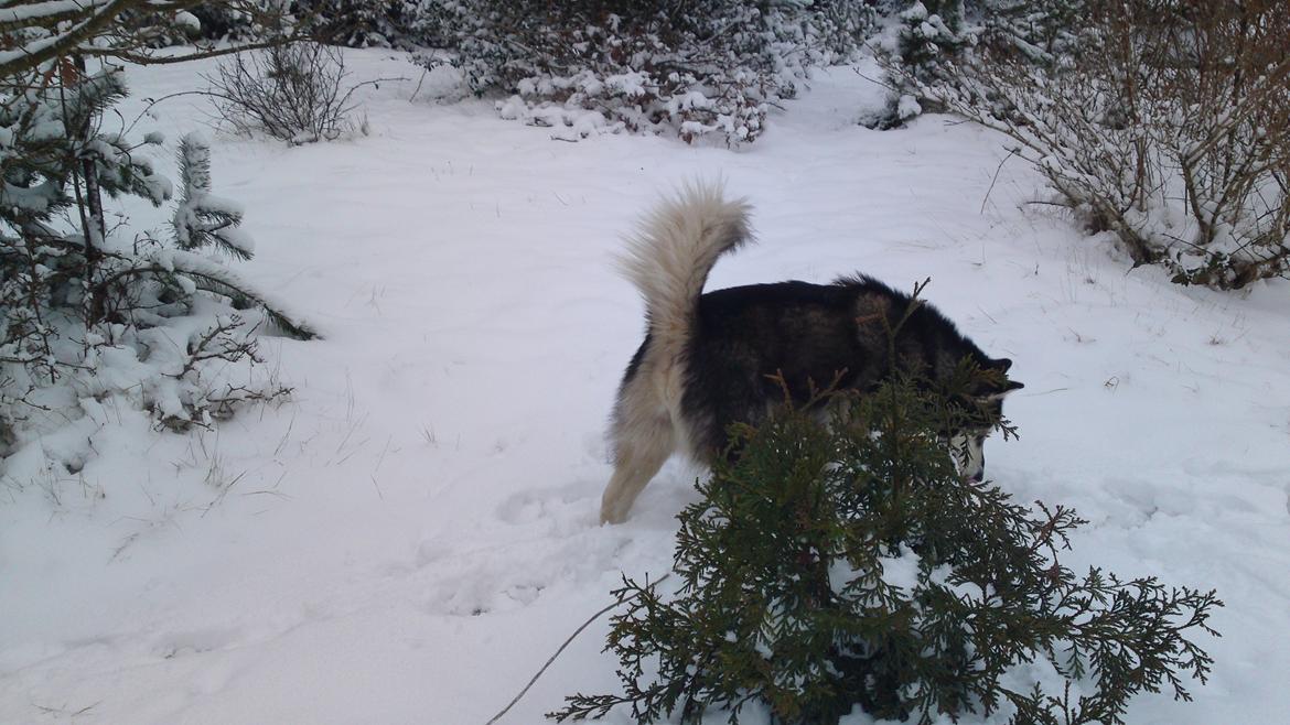 Alaskan malamute kiara. - hmm hvad er det som har gået her i min sne billede 19