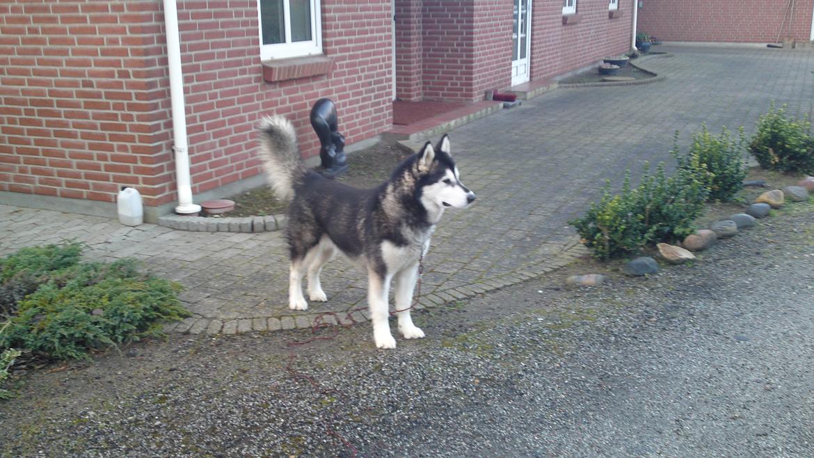 Alaskan malamute kiara. - holder lige øje med den store hest der over billede 20