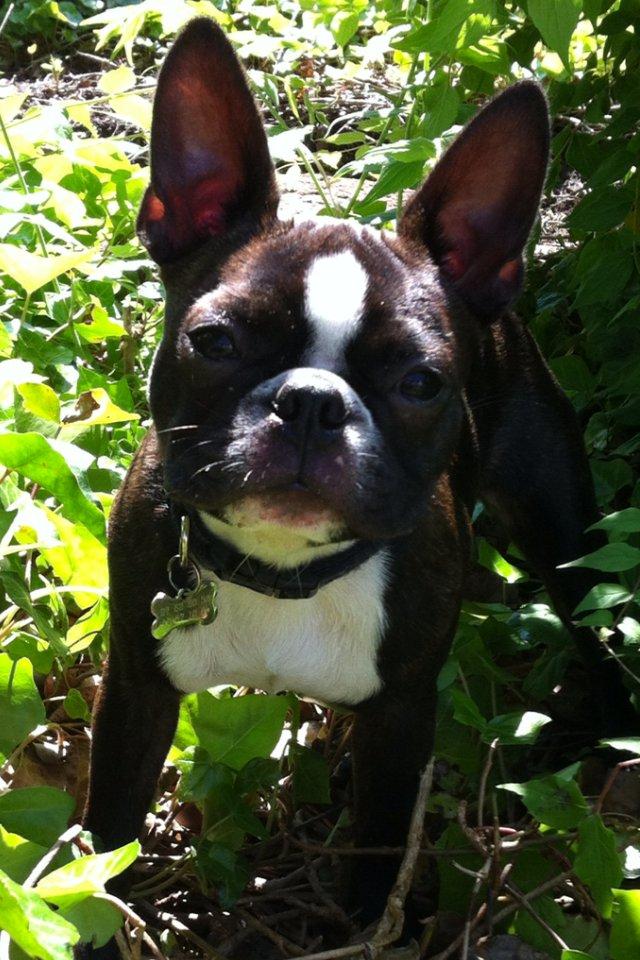 Boston terrier Milo - Er han ikke bare for lækker..:) billede 11
