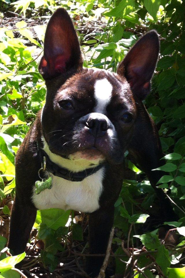 Boston terrier Milo - For lækker til love..:) billede 12