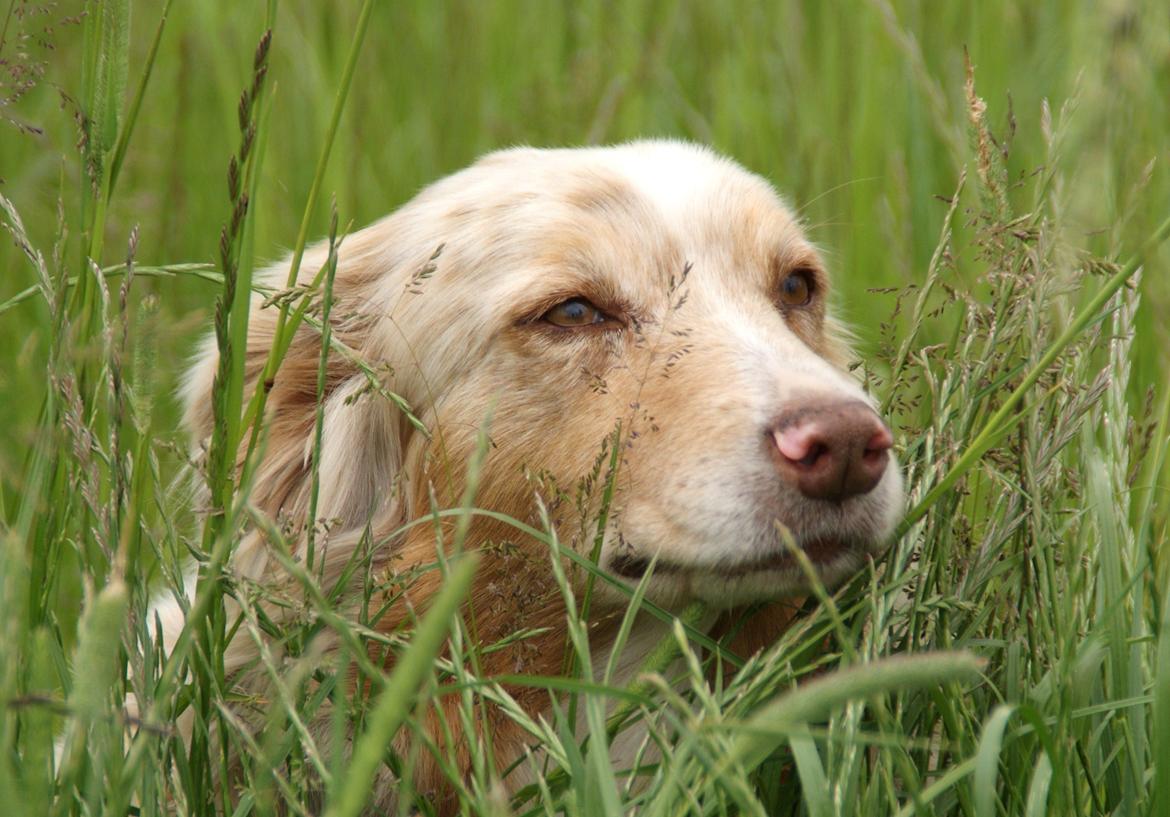 Australian shepherd Gry - Velkommen til Gry's profil:)
Smid gerne en kommentar og en bedømmelse, så bedømmer vi også din(e) hund(e) =) billede 1