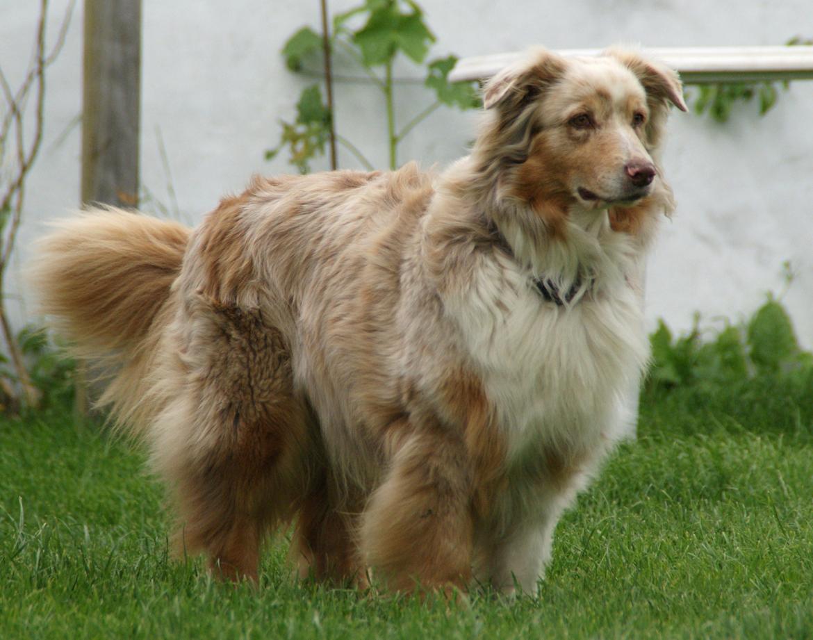 Australian shepherd Gry billede 2