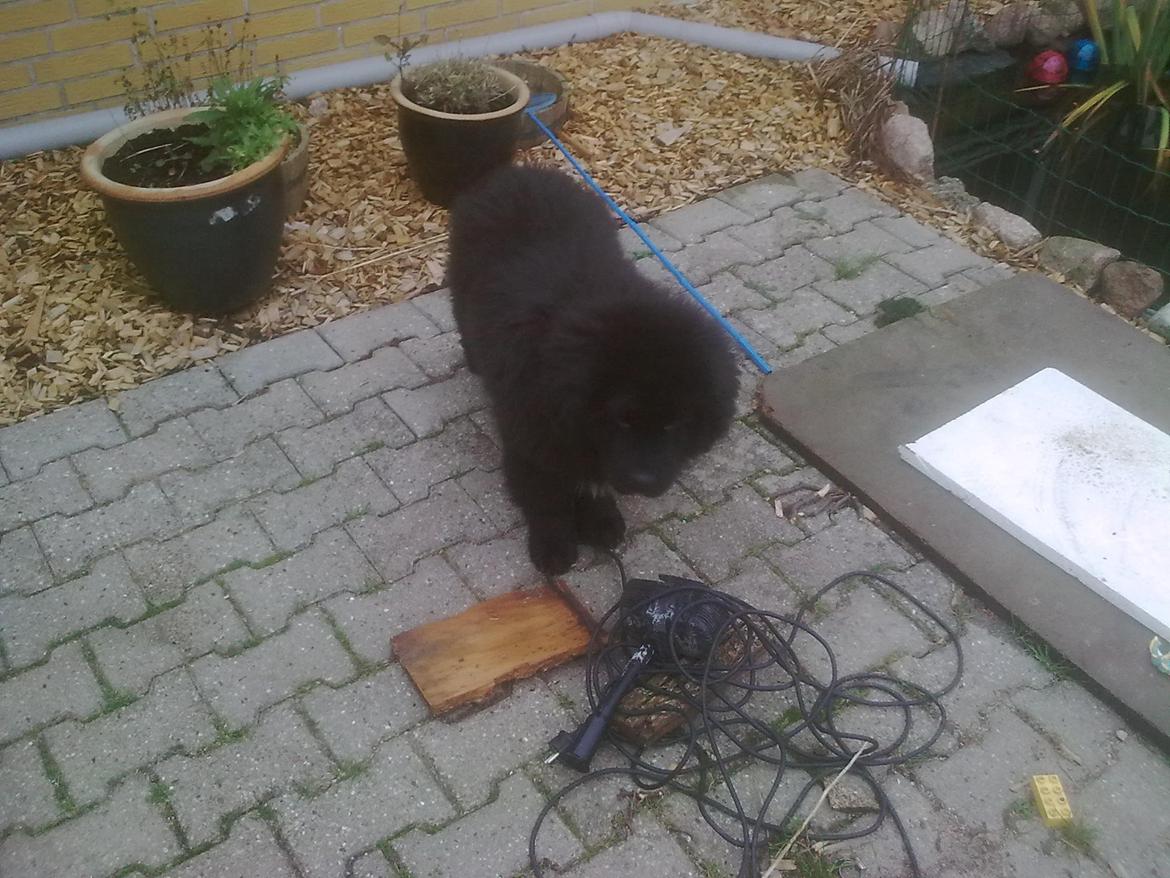 Newfoundlænder Trunte billede 1