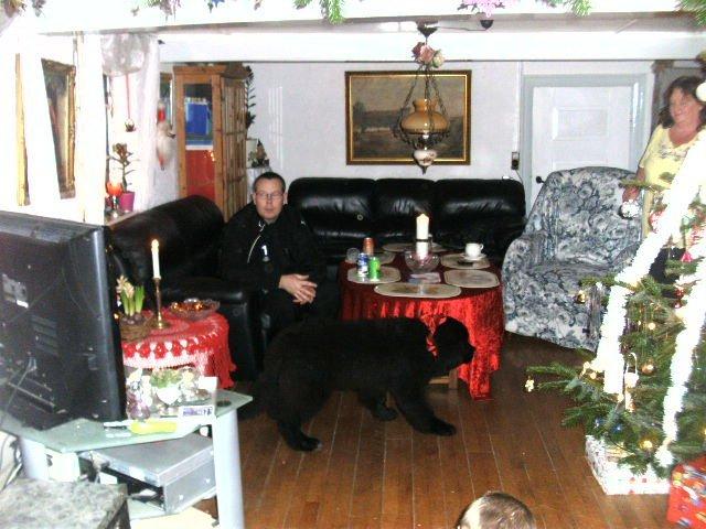 Newfoundlænder Trunte billede 2