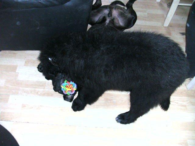 Newfoundlænder Trunte billede 3