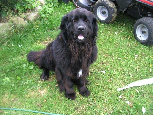 Newfoundlænder Trunte billede 4