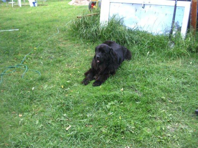 Newfoundlænder Trunte billede 5