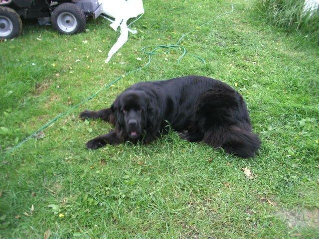 Newfoundlænder Trunte billede 6