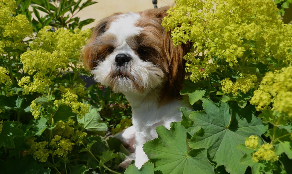 Shih tzu Bobo - Hej og velkommen til min profil jeg hedder Bobo. billede 1