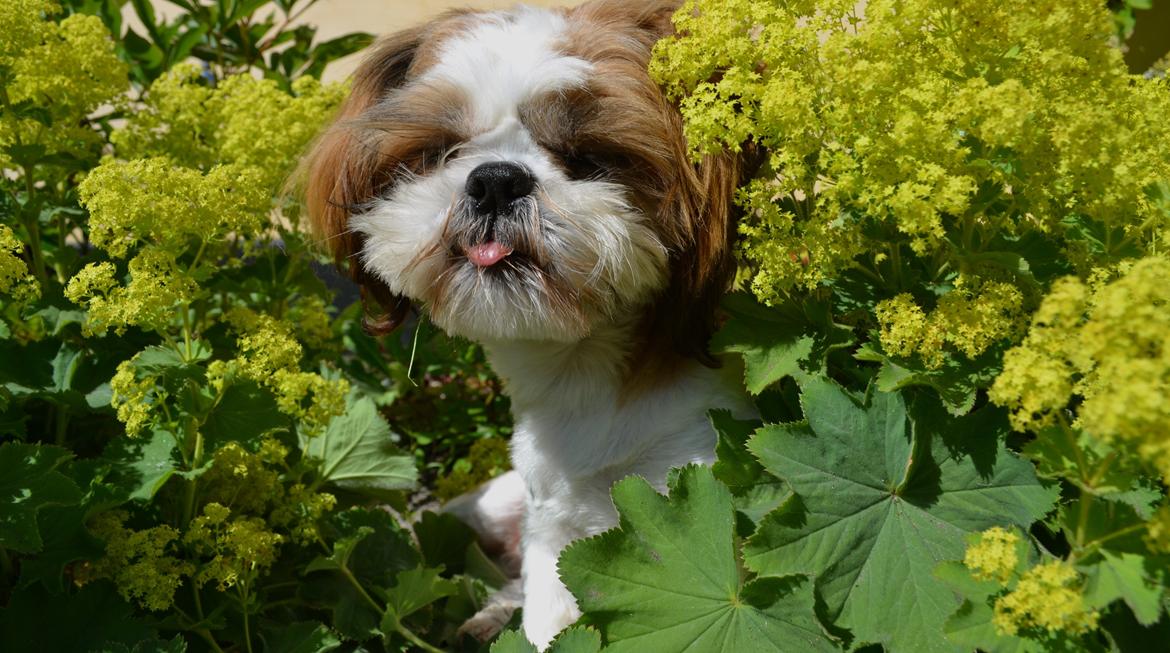 Shih tzu Bobo billede 3