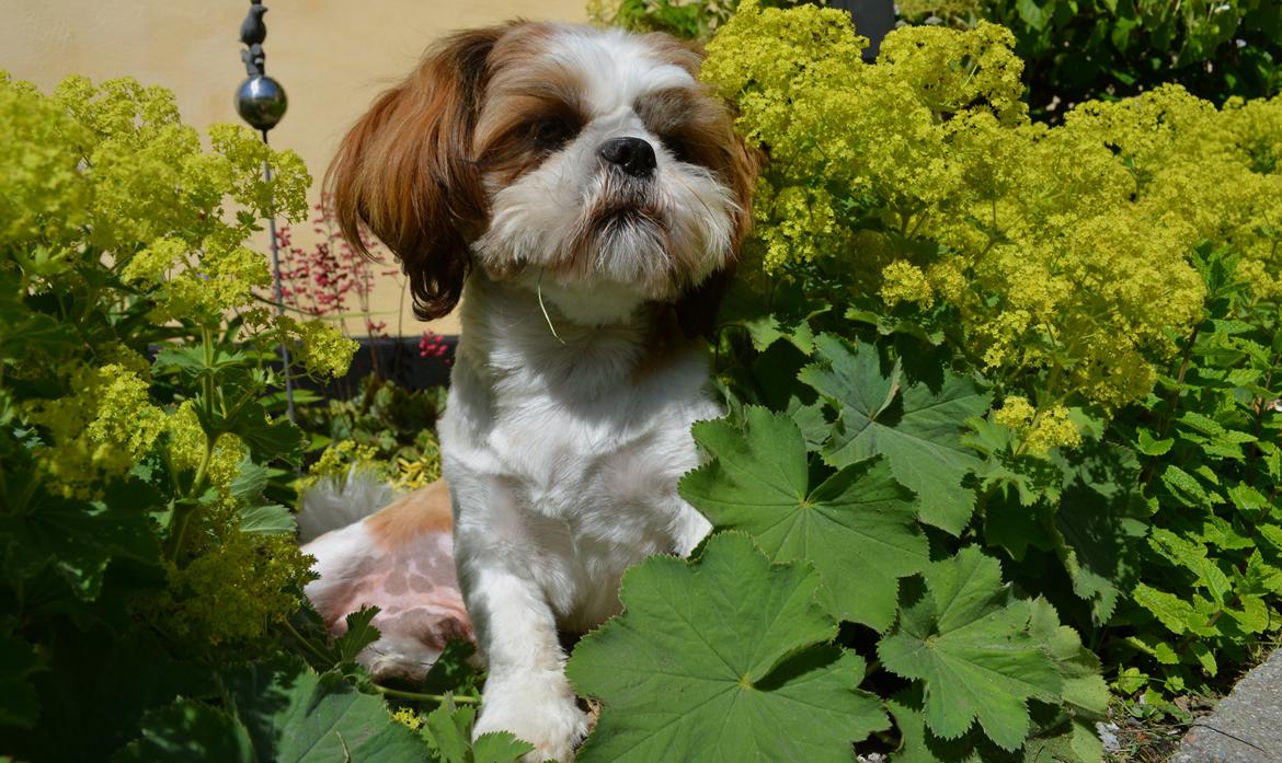 Shih tzu Bobo billede 4