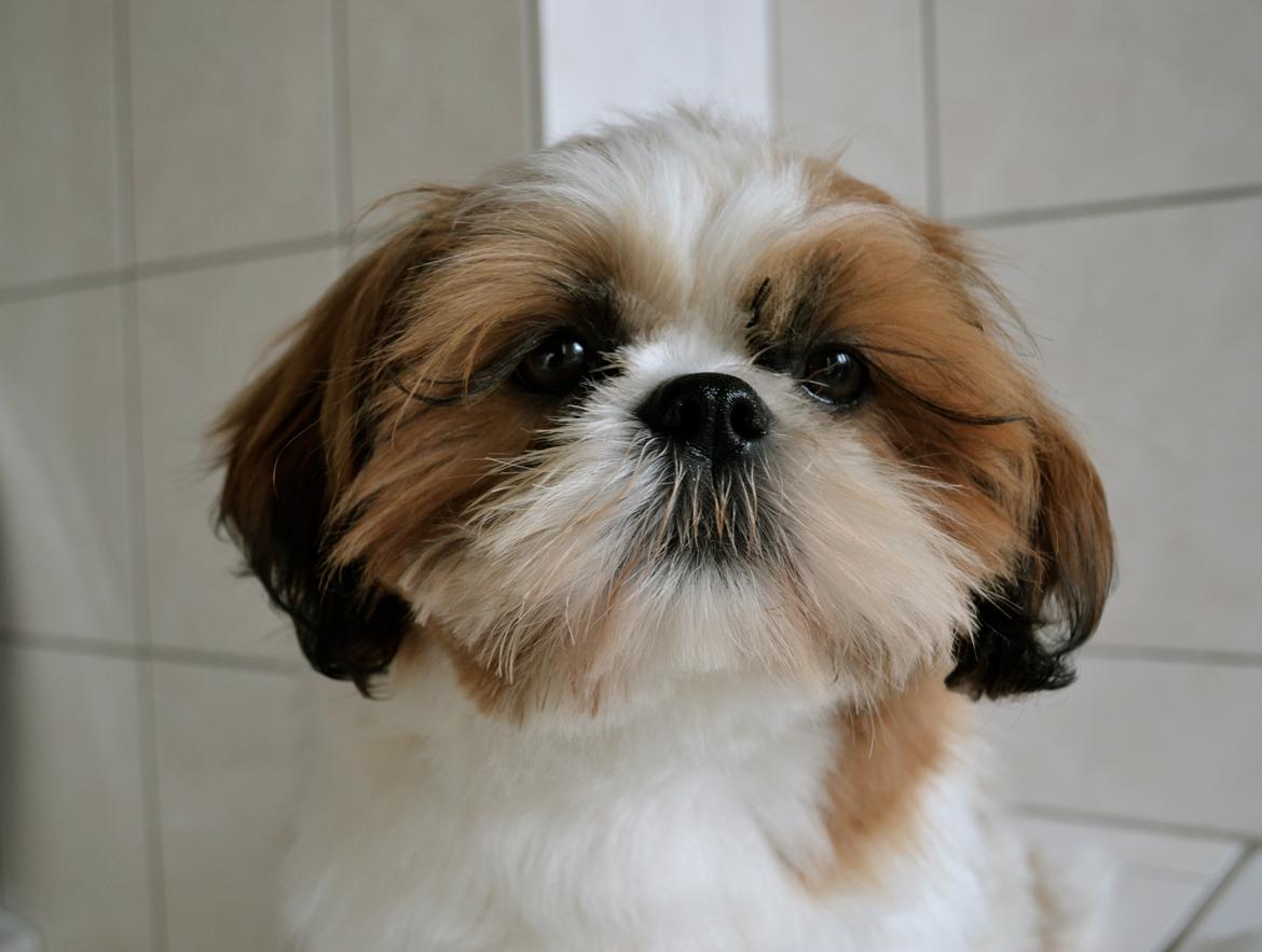 Shih tzu Bobo billede 7