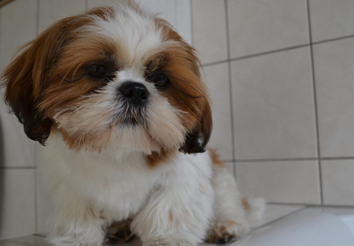 Shih tzu Bobo billede 8