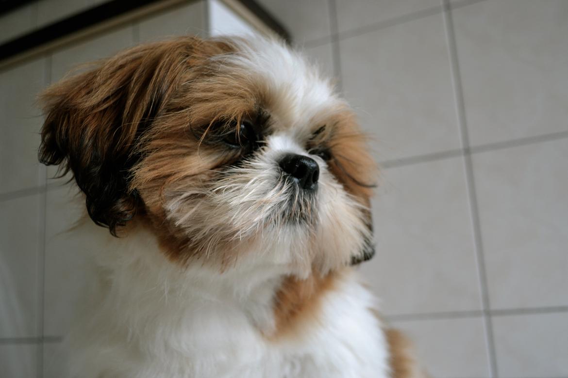 Shih tzu Bobo billede 5
