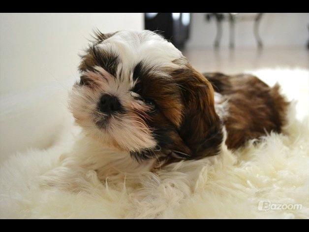 Shih tzu Bobo billede 11