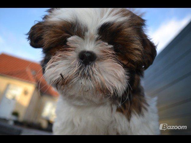 Shih tzu Bobo billede 10
