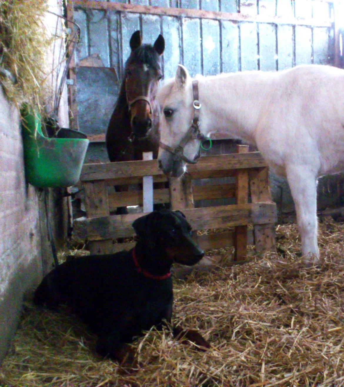 Dobermann Logan - Mig og mine STORE storesøstre. Maj 2012 billede 16