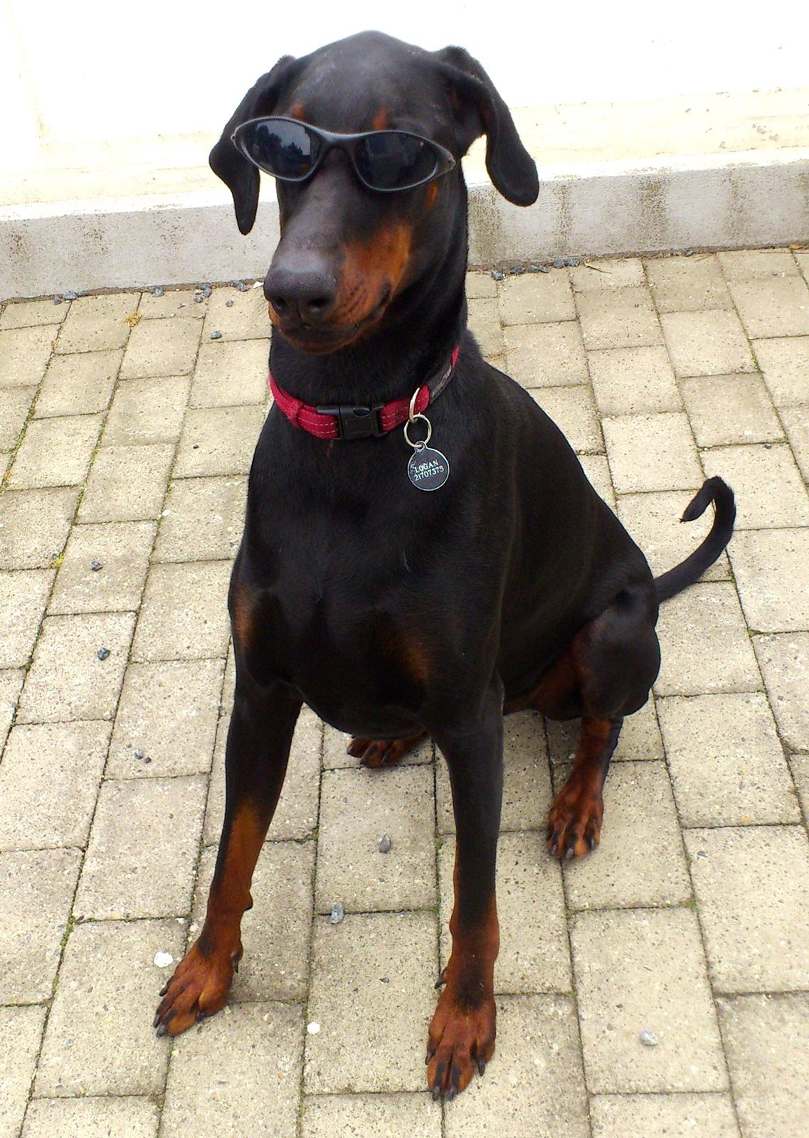 Dobermann Logan - I'm cool... Juni 2012 billede 2