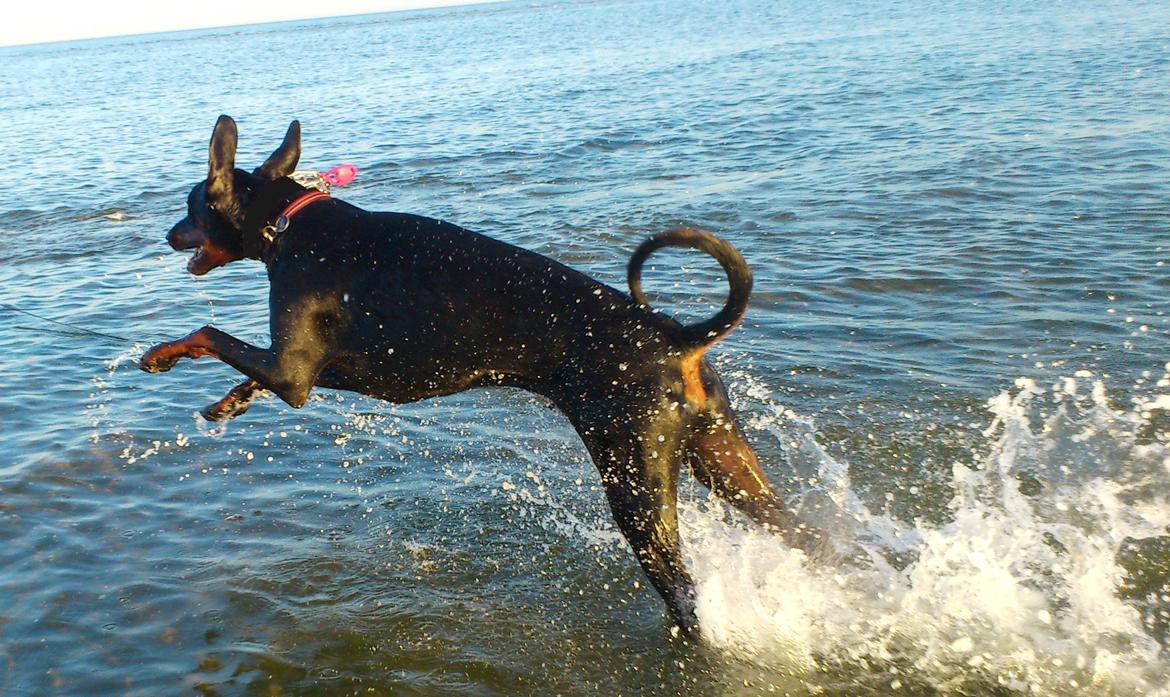 Dobermann Logan - 1. Badetur i år. Juni 2012 billede 17