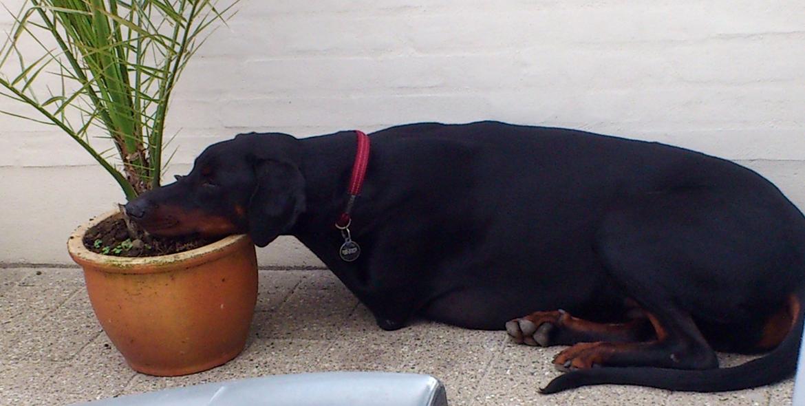 Dobermann Logan - Alternativ måde at bruge en palme på = Hoved OG fodhviler! Juni 2012 billede 18