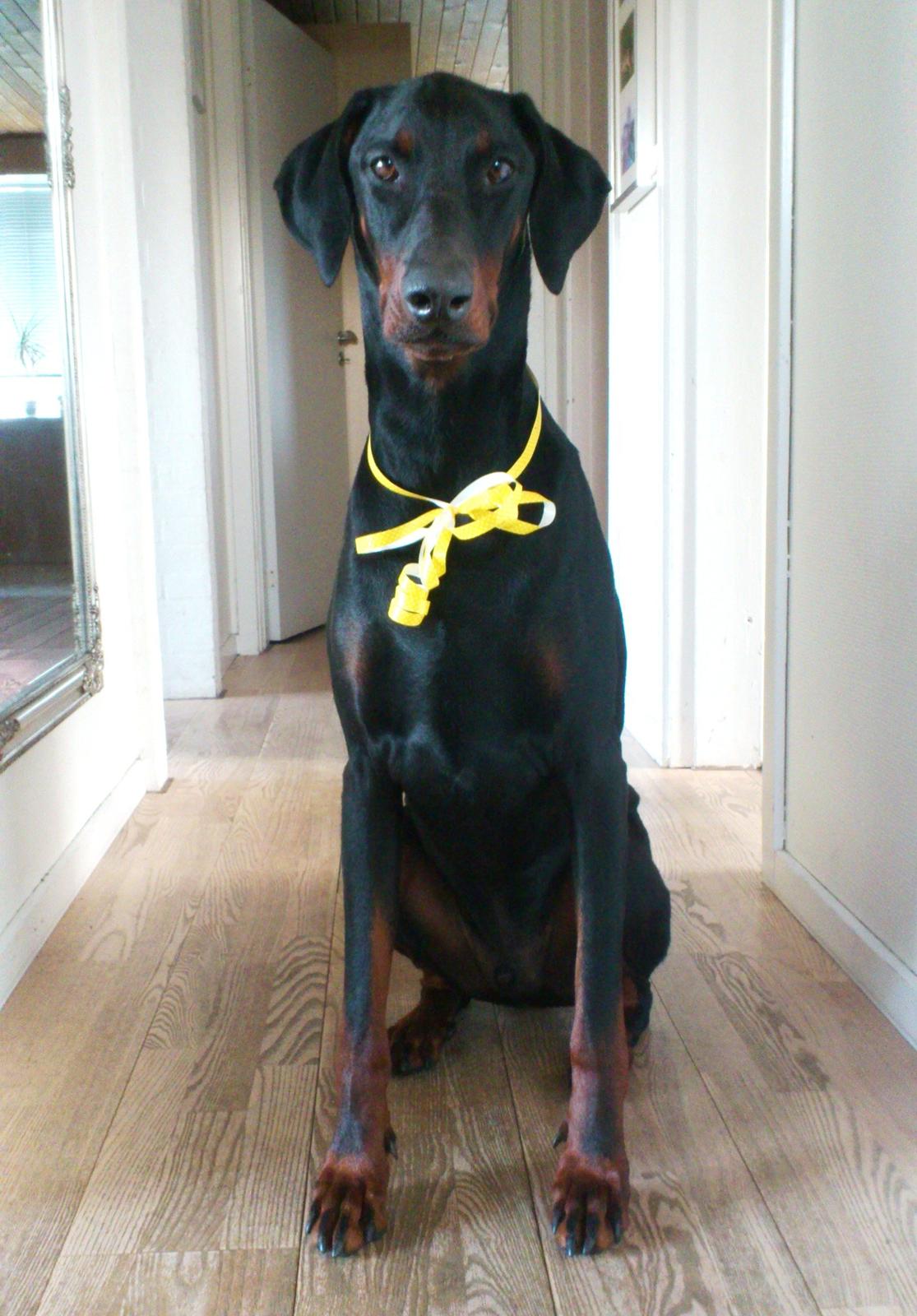 Dobermann Logan - Har lige været inde og synge fødselsdagssang for Mor. Juni 2012 billede 19