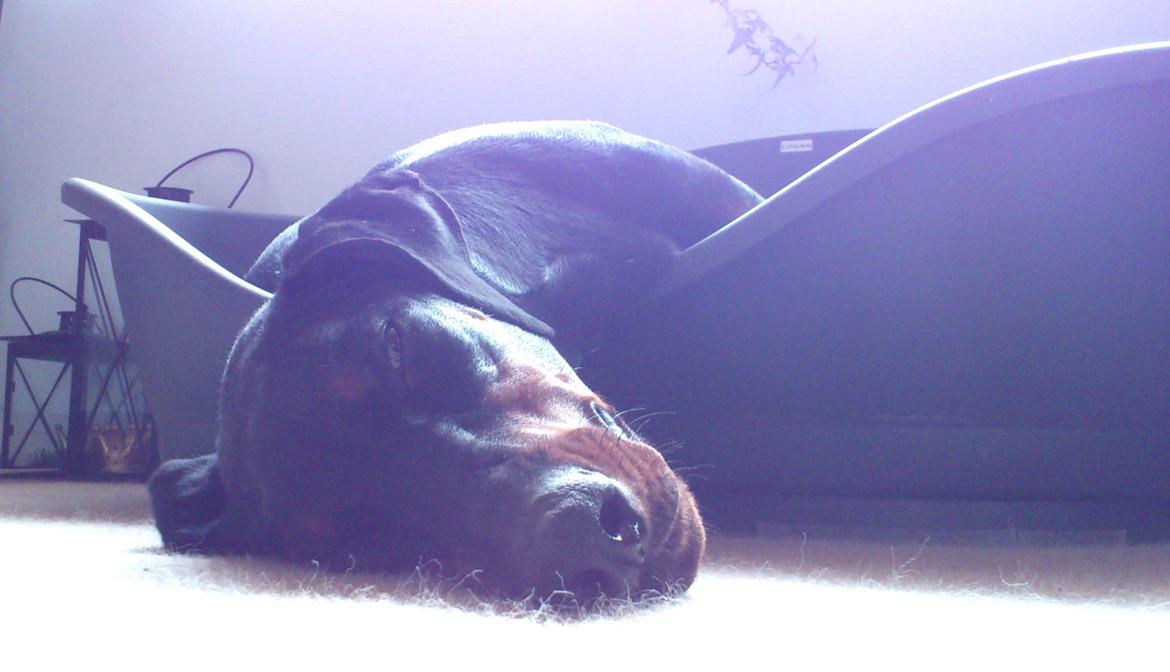 Dobermann Logan - Logans nye måde at hvile hovedet på i sin kurv! Maj 2012 billede 20