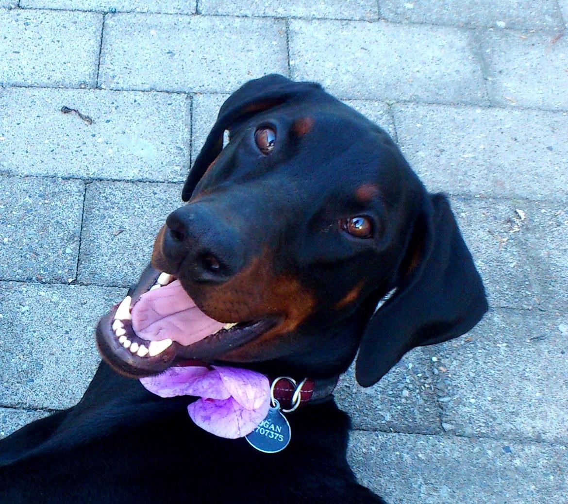 Dobermann Logan - Skønne Logan. Juni 2012 billede 1