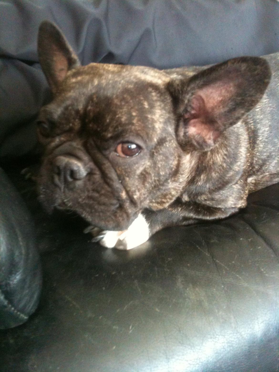 Fransk bulldog Kana billede 1