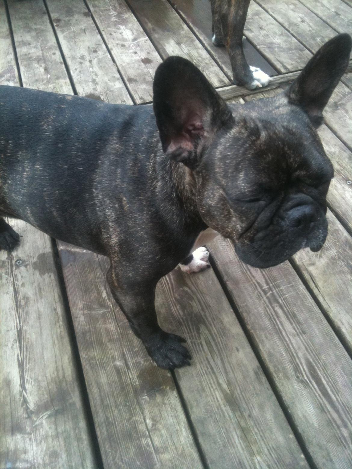 Fransk bulldog Kana billede 2