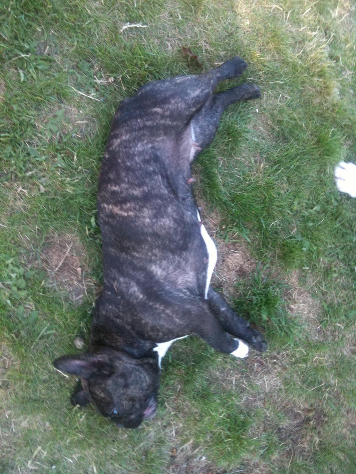 Fransk bulldog Kana billede 3