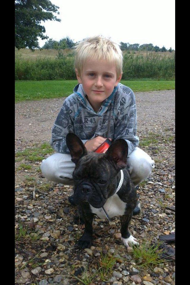 Fransk bulldog Kana billede 4