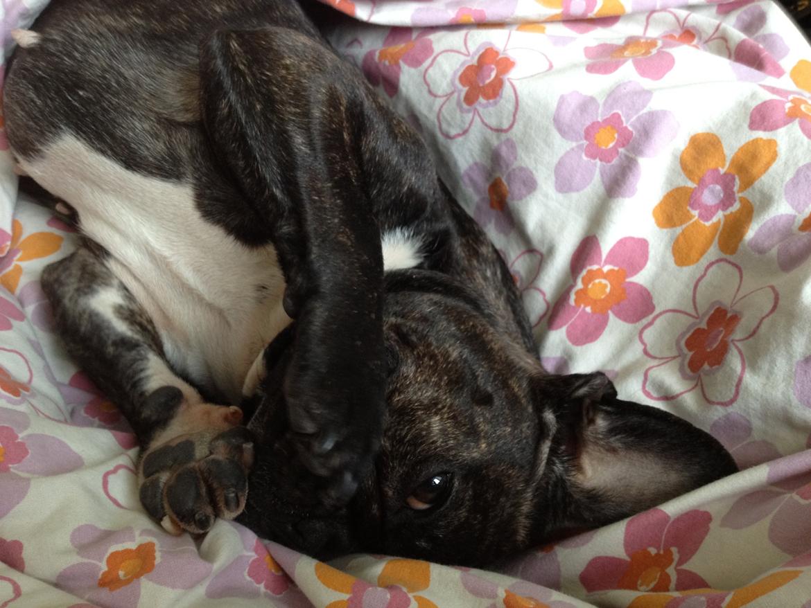 Fransk bulldog Kana billede 5