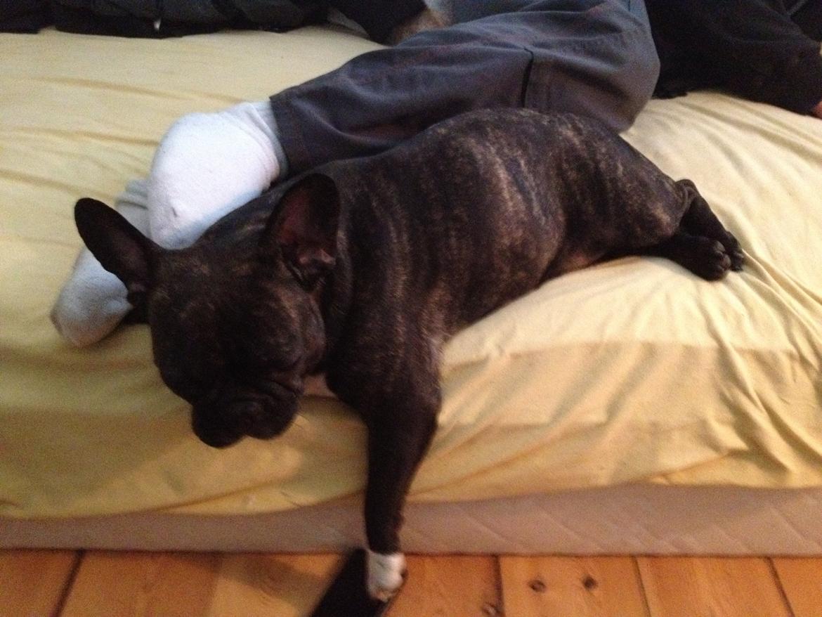 Fransk bulldog Kana billede 6