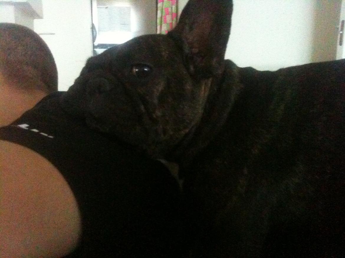 Fransk bulldog Kana billede 7