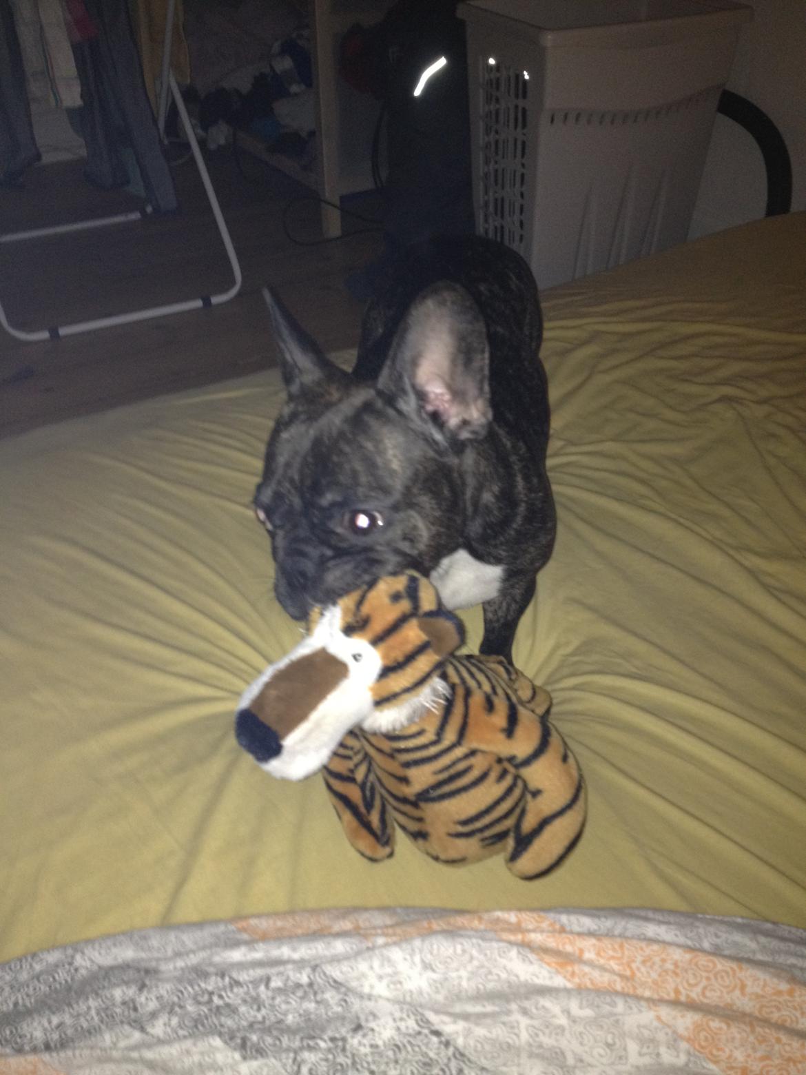 Fransk bulldog Kana billede 8