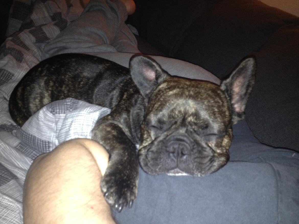 Fransk bulldog Kana billede 9