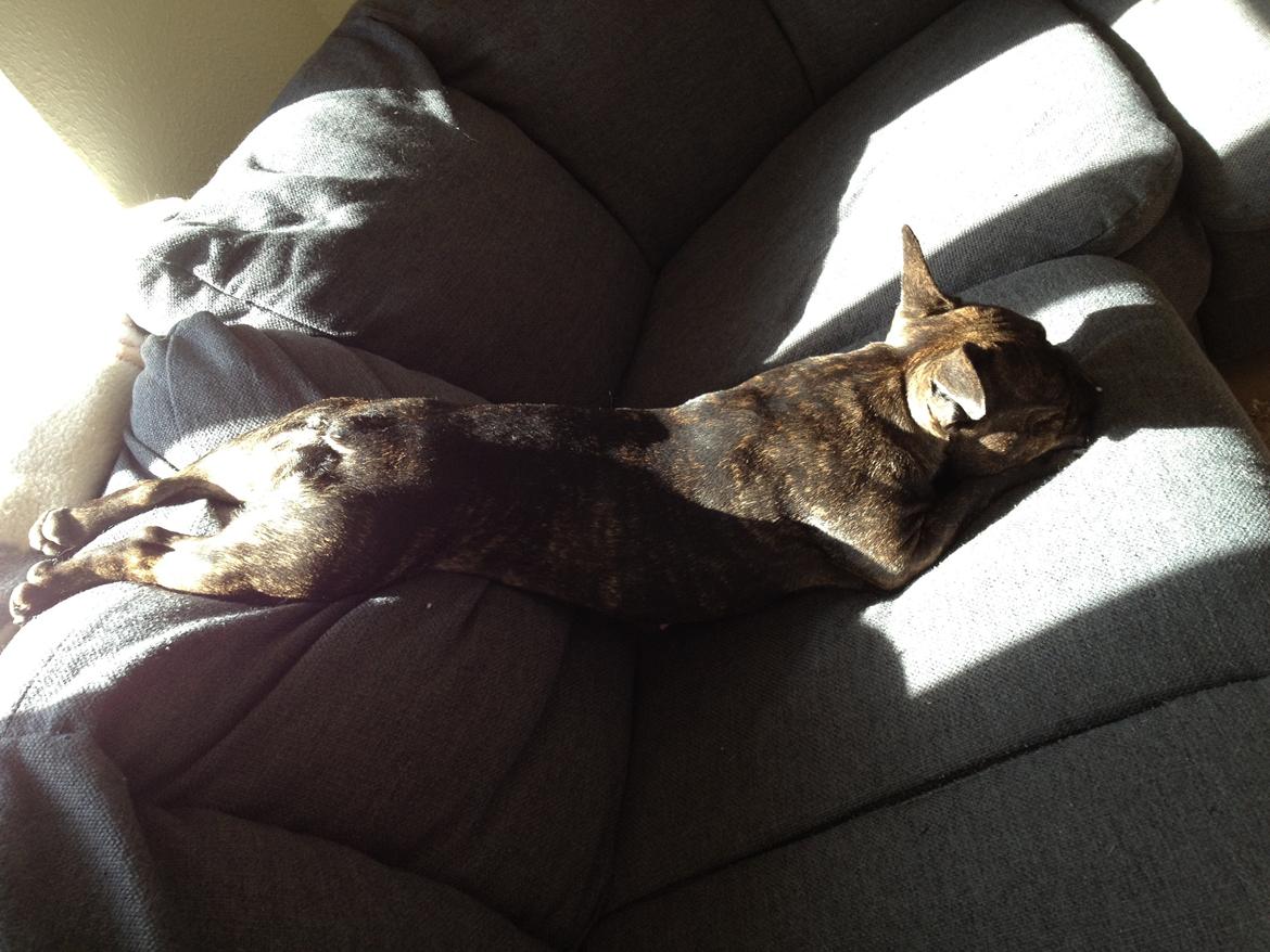 Fransk bulldog Kana billede 10