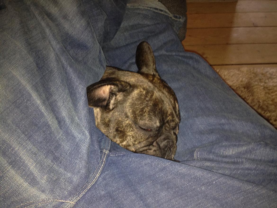 Fransk bulldog Kana billede 11