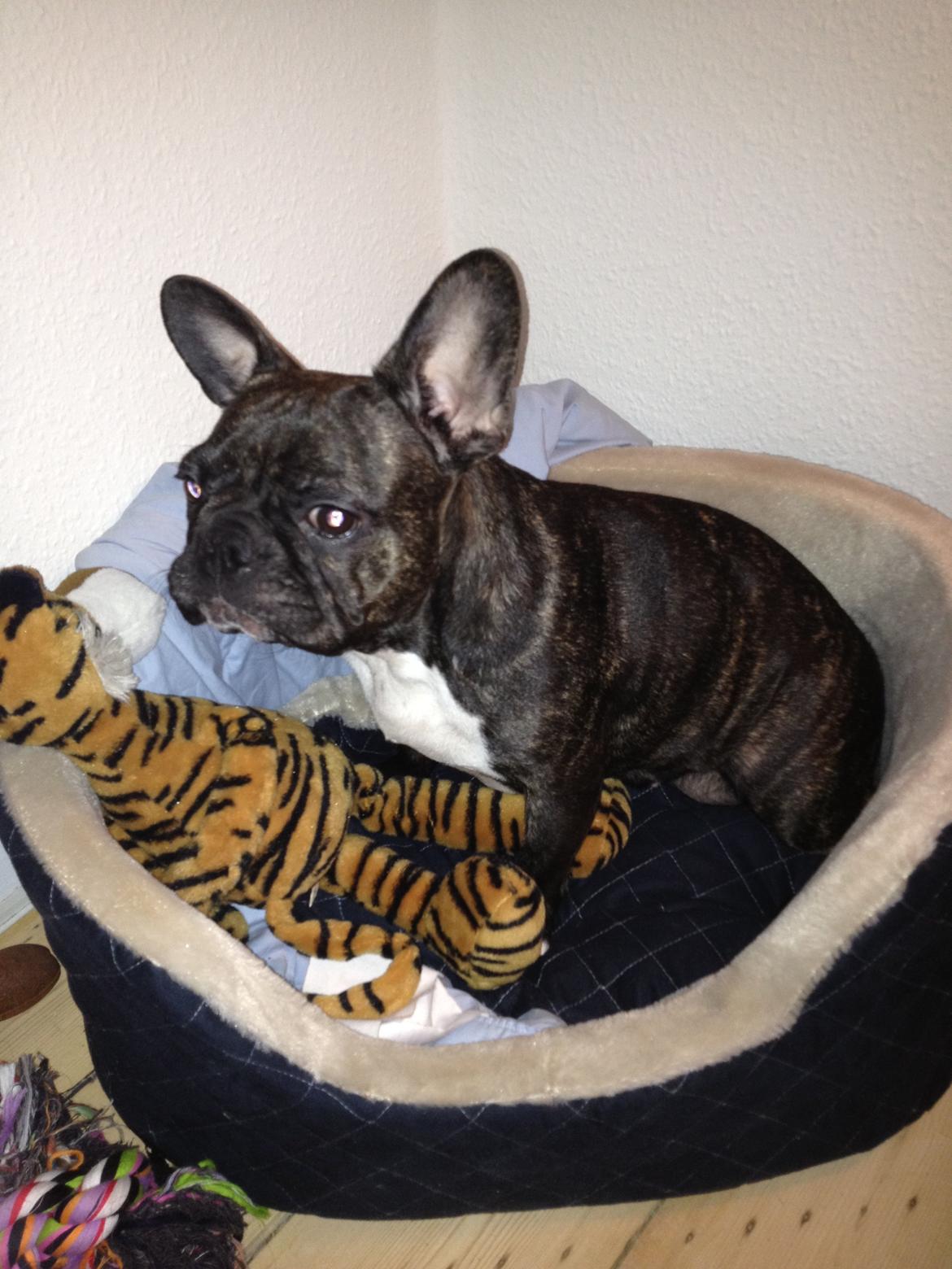 Fransk bulldog Kana billede 13