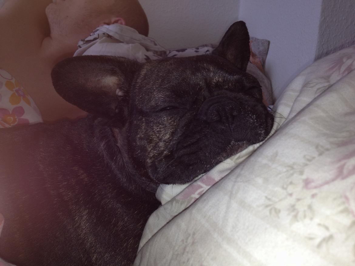 Fransk bulldog Kana billede 14