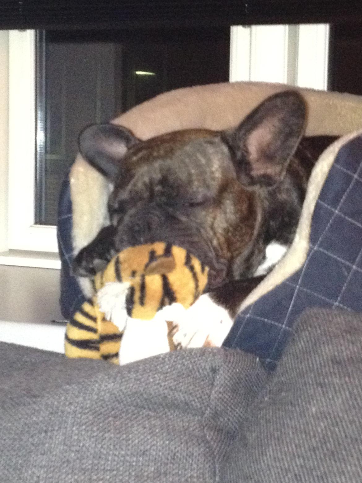 Fransk bulldog Kana billede 15