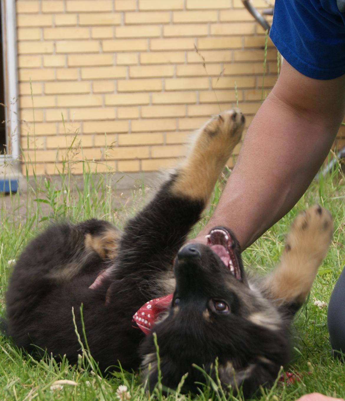 Finsk lapphund Kello Ayla - Så kom far endelig hjem til lille Ayla <3 billede 21