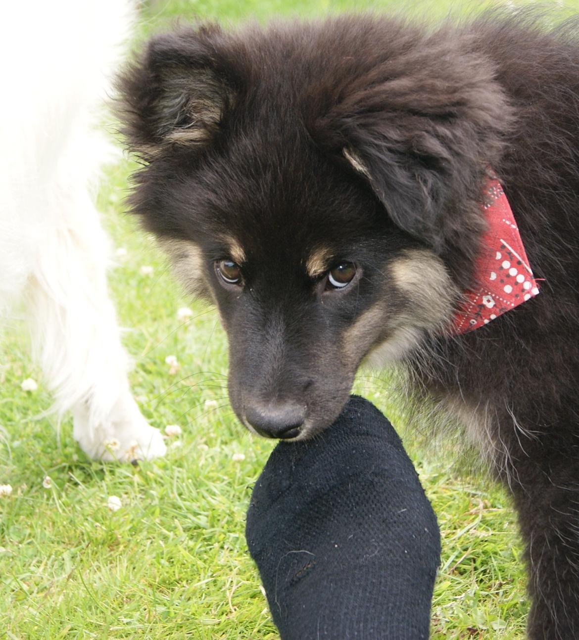 Finsk lapphund Kello Ayla - En helt uskyldig hvalp der "bare" lige skulle smage min sok :b billede 22