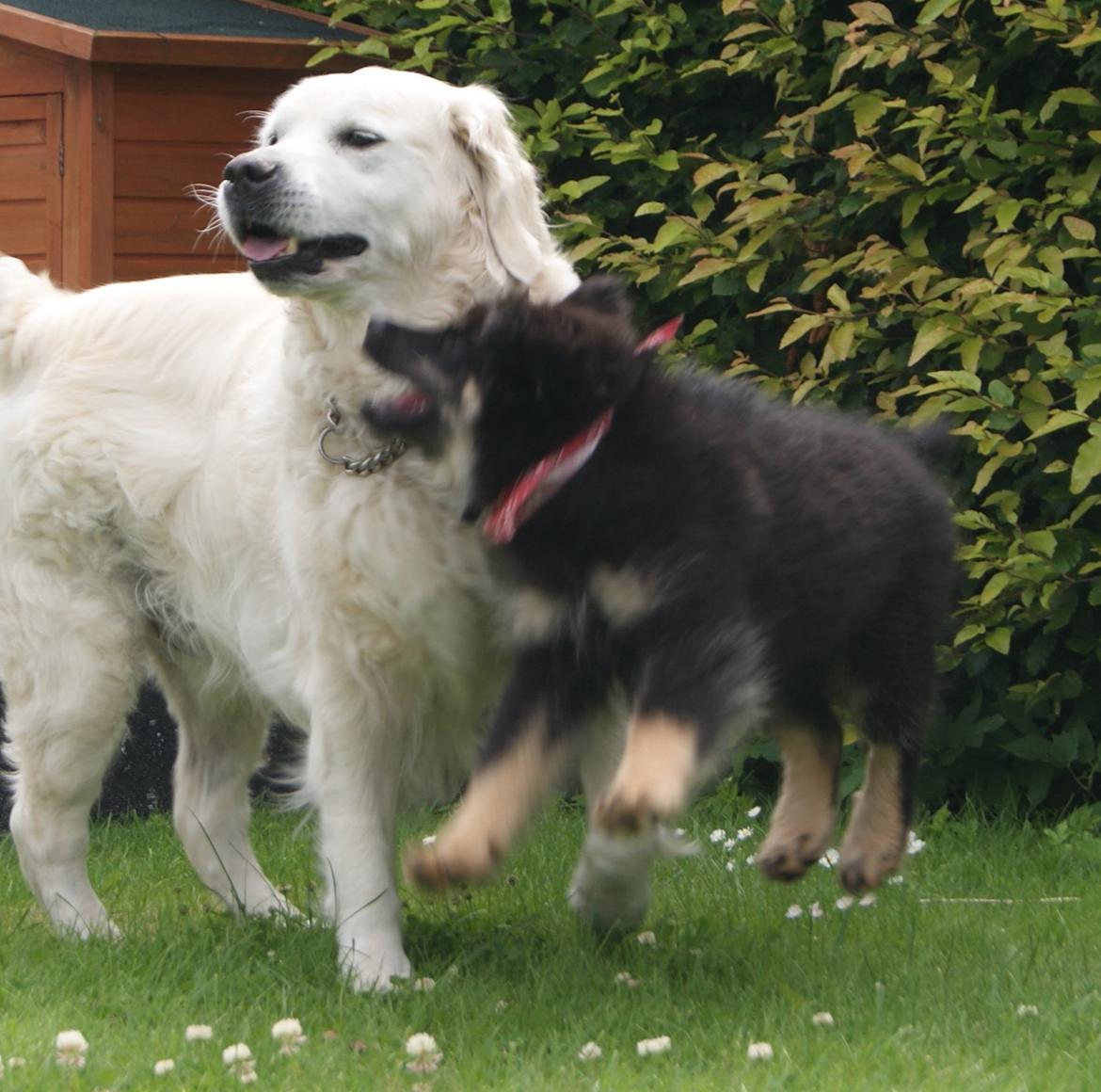 Finsk lapphund Kello Ayla - Lege, lege, lege.... Hun tager livet af den gammle hund :p HeHe.. billede 23