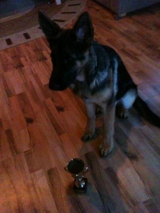 Schæferhund Vennebjergs Ronja - Ronjas 1. plads billede 6