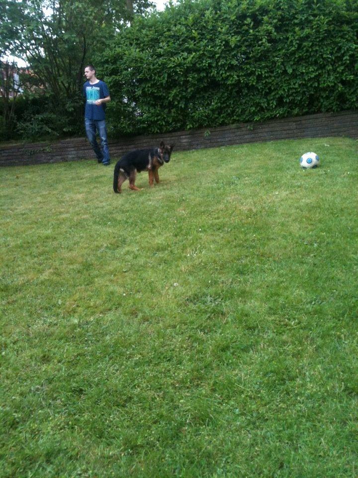 Schæferhund Vennebjergs Ronja billede 8