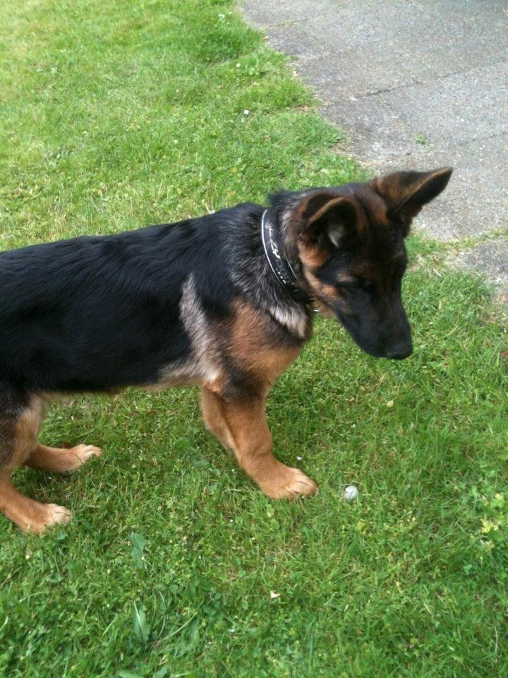 Schæferhund Vennebjergs Ronja billede 9