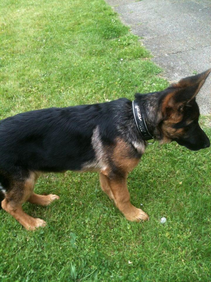 Schæferhund Vennebjergs Ronja billede 10