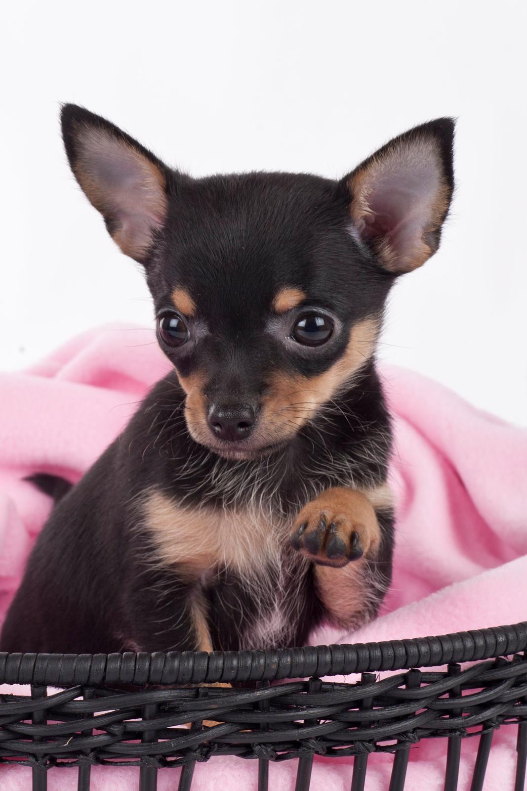 Chihuahua Malou - Lille Malou ved fotograf Amilla Dee. Link www.facebook.com/amilladee billede 1