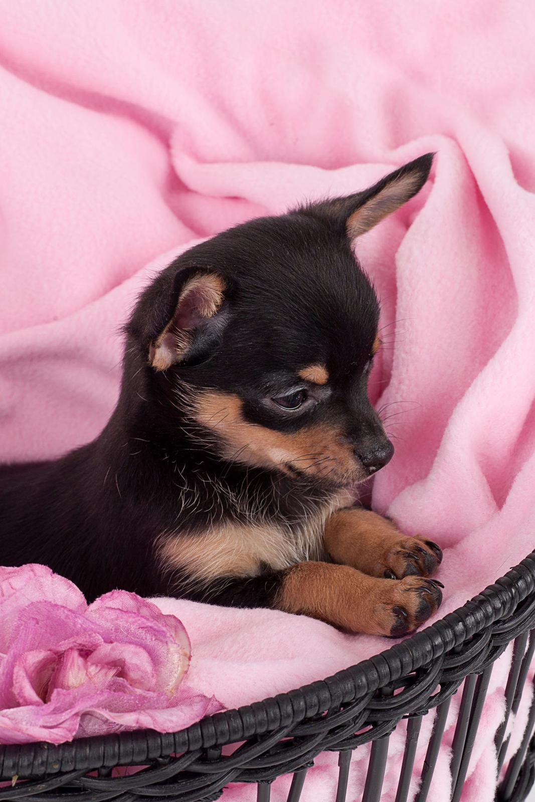 Chihuahua Malou - Lille Malou ved fotograf Amilla Dee. Link www.facebook.com/amilladee billede 2